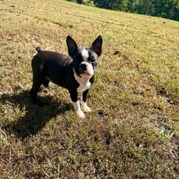 Gordy - Black brindle and white male Boston Terrier puppy in London, Kentucky from Puppy Love
