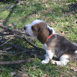 Beagle Puppies from Copper Sky Beagles