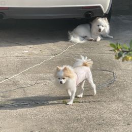 Pomeranian Puppies from ARC Kennels