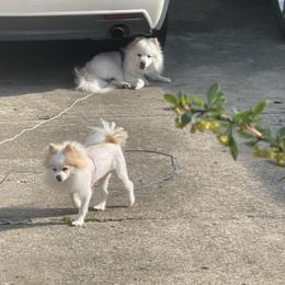 Pomeranian Puppies from ARC Kennels