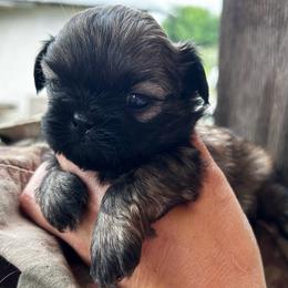 Elise - Red female Shih Tzu puppy in Kempner, Texas from Shih Tzu Reign