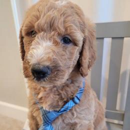 Chip (Black Collar) - Apricot male Goldendoodle puppy in Lincoln, California from Lincoln Goldendoodles