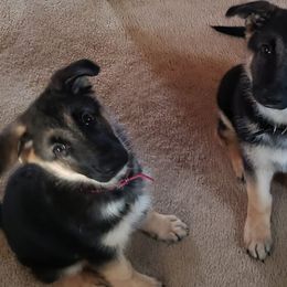 German Shepherds from Dee Sims German Shepherds