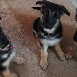 German Shepherds from Dee Sims German Shepherds