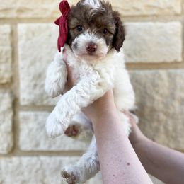 Bernedoodle Puppies from Boutique Bernedoodles & Co.