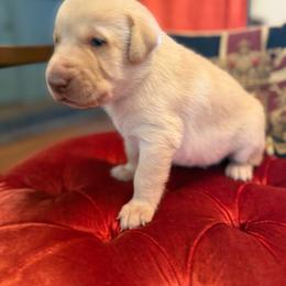 Hamster - Yellow male Labrador Retriever puppy in Elkmont, Alabama from Sleepy Hound Farm