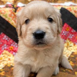 Hudson - Golden male Golden Retriever puppy in Commerce, Georgia from Chirping Meadows Goldens