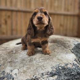 Rio Chocolate and Tan Dapple 3210 - Dapple male Dachshund puppy in Anaconda, Montana from Montana Country Dachshunds