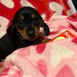 Mars - Black and tan female Dachshund puppy in Tacoma, Washington from Thedachhouse
