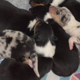 Celia - Black white and tan female Collie puppy in Danville, Pennsylvania from Brookwood Collies, Smooth & Rough