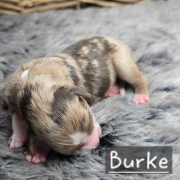Burke - Red merle female Miniature Australian Shepherd puppy in Paris, Texas from Blue Envy Mini Aussies
