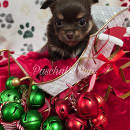 Fudge - Chocolate and tan male Chihuahua puppy in Bowdon, Georgia from Paschal's Pups