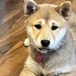 Ren - Black and tan Shiba Inu puppy in Merrillville, Indiana from Kaste Kennel