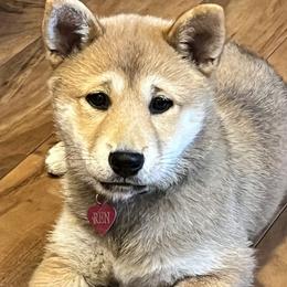 Ren - Black and tan Shiba Inu puppy in Merrillville, Indiana from Kaste Kennel