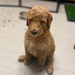 Ham - AKC Limited - Apricot male Poodle puppy in Haines City, Florida from Noelle Poodles
