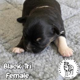Zailey - Black tri female Miniature Australian Shepherd puppy in Jaroso, Colorado from Heaven Sent Aussies