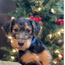 Airedale Terrier, Lakeland Terrier, and Welsh Terrier Puppies from Anne's Pups