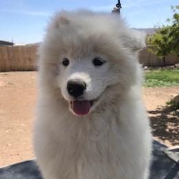 Samoyeds from Job's Peak Samoyeds