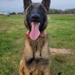 Jo - Belgian Malinois