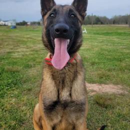 Jo - Belgian Malinois