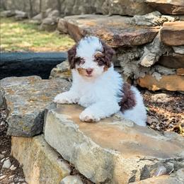 Parti girl - Brown and white female Bernedoodle puppy in Graham, Texas from 2 Rose Ranch Doodles