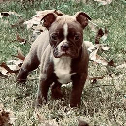 Girl 2 - Seal and white Boston Terrier puppy in Benton, Arkansas from Kimbo’s Bostons