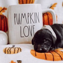 George “Strait” - Black Goldendoodle puppy in Pine Bluff, Arkansas from Maizey Jane’s Doodles