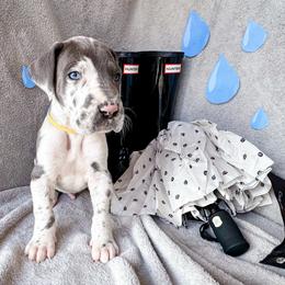 Xaden - Harlequin male Great Dane puppy in Climax, Michigan from Beaver Creek Danes