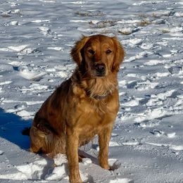 Beretta - Golden Retriever