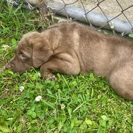 Hugo - Brown male Chesapeake Bay Retriever puppy in Dover, Delaware from Rebecca's Chesapeake Bay Retrievers