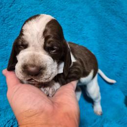 Noelle - White and chestnut female Bracco Italiano puppy in Silver Summit, Utah from Snow Peak Kennel