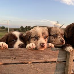 Australian Shepherd Puppies from South Dakota Creekside Australian Shepherds