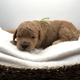 Mike Brady - Apricot male Goldendoodle puppy in O'fallon, Missouri from Rockin R Doodles