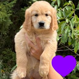 Betsy (Dark Purple) - Golden female Golden Retriever puppy in Cadillac, Michigan from K & M Golden Retrievers
