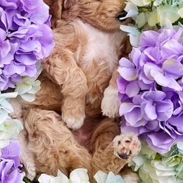 Assorted Doodle Crosses and Goldendoodle Puppies from Wake Forest Darling Doodles