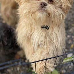 Shih Tzu All Grown Up from Precious Pup ShihTzu