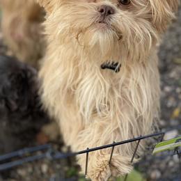 Shih Tzu All Grown Up from Precious Pup ShihTzu
