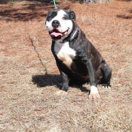 Alapaha Blue Blood Bulldog All Grown Up from Chop Top Alapahas