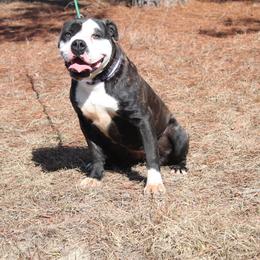 Alapaha Blue Blood Bulldog All Grown Up from Chop Top Alapahas