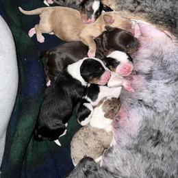 Bernedoodle Puppies from Bernied00dle Love