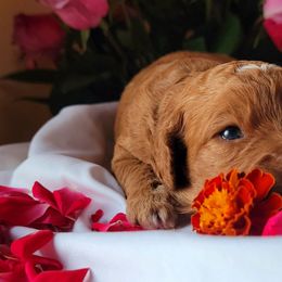 Goldendoodles from Cecily's Goldendoodles of TN