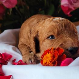 Goldendoodles from Cecily's Goldendoodles of TN