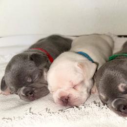 Boy 1 - Cream male French Bulldog puppy in Selma, Oregon from Pnwfrenchbulldogs