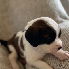 Saint Berdoodle Puppies from Tempe Town Saint Berdoodles