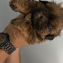 Shih Tzu Puppies from Shihtzu Lovins