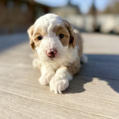 Socks (Pink) - female Golden Mountain Doodle puppy in Twin Falls, Idaho from Magic Valley Family Doodles