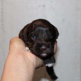 Boy 3 - Liver male Miniature Schnauzer puppy in Santa Ana, California from Thehood_weenies