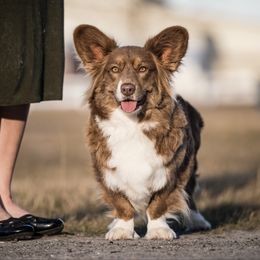 Toffee - Cardigan Welsh Corgi