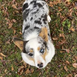 Sadie - Pembroke Welsh Corgi