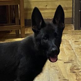 Girl 4 - Bi-color German Shepherd puppy in Stratford, Oklahoma from Vom Curtis Haus Kennels